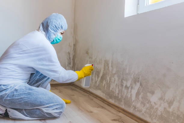 Best Asbestos and Lead Testing During Mold Inspection  in Augusta, ME