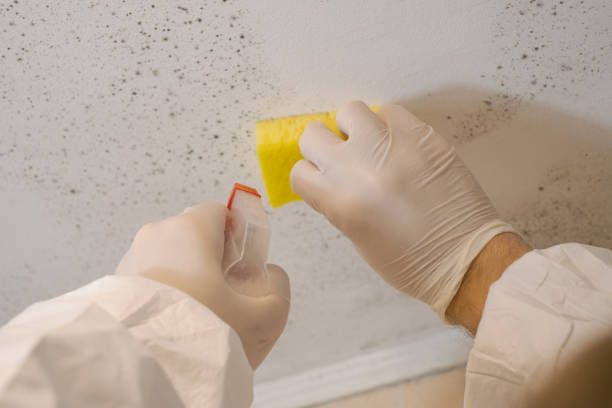 Best Mold Damage Restoration  in Augusta, ME