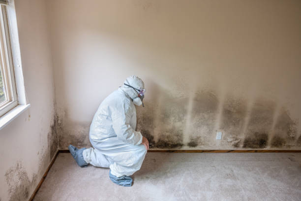 Mold Documentation for Insurance Claims in Augusta, ME