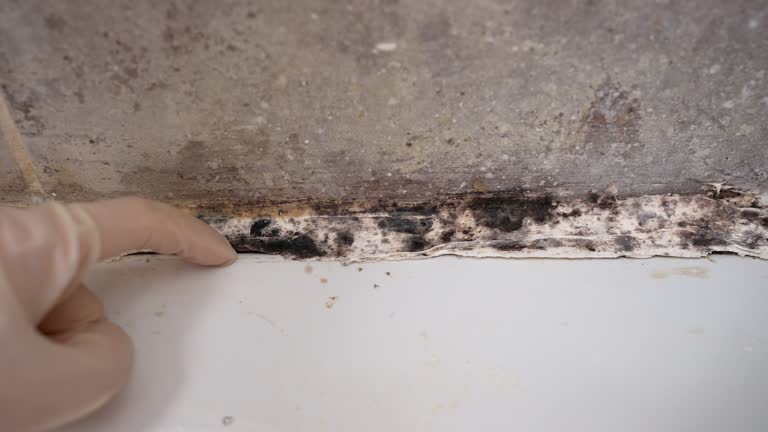 Best Air Quality Testing for Mold Spores  in Augusta, ME